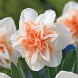 Daffodil Delnashaugh Daffodil Delnashaugh