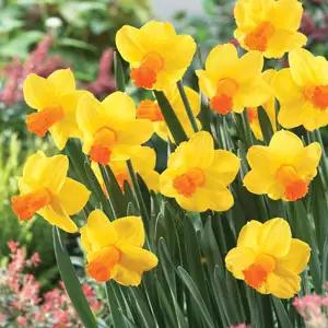 Daffodil Glen Clova Daffodil Glen Clova