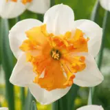 Daffodil Hungarian Rhapsody Daffodil Hungarian Rhapsody