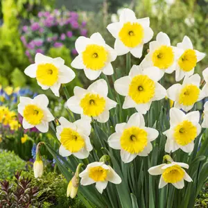 Daffodil Ice Follies Daffodil Ice Follies