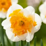 Daffodil Love Call Daffodil Love Call
