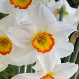 Daffodil Poetry In Motion Daffodil Poetry In Motion