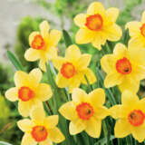 Daffodil & Tulip Blend Daffodil & Tulip Blend