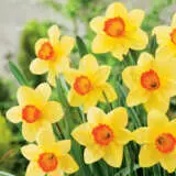 Daffodil & Tulip Blend Daffodil & Tulip Blend