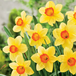 Daffodil & Tulip Blend Daffodil & Tulip Blend