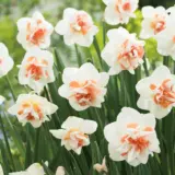 Daffodil Double Replete – Pre-Order Daffodil Double Replete – Pre-Order
