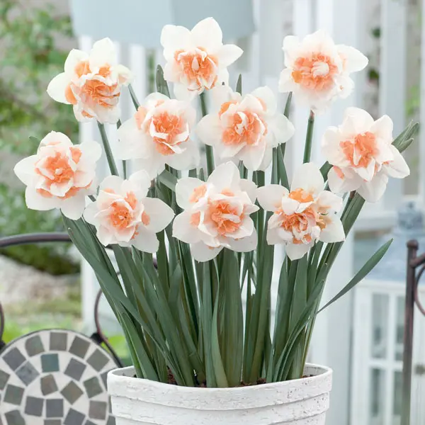 Daffodil Double Replete – Pre-Order Daffodil Double Replete – Pre-Order