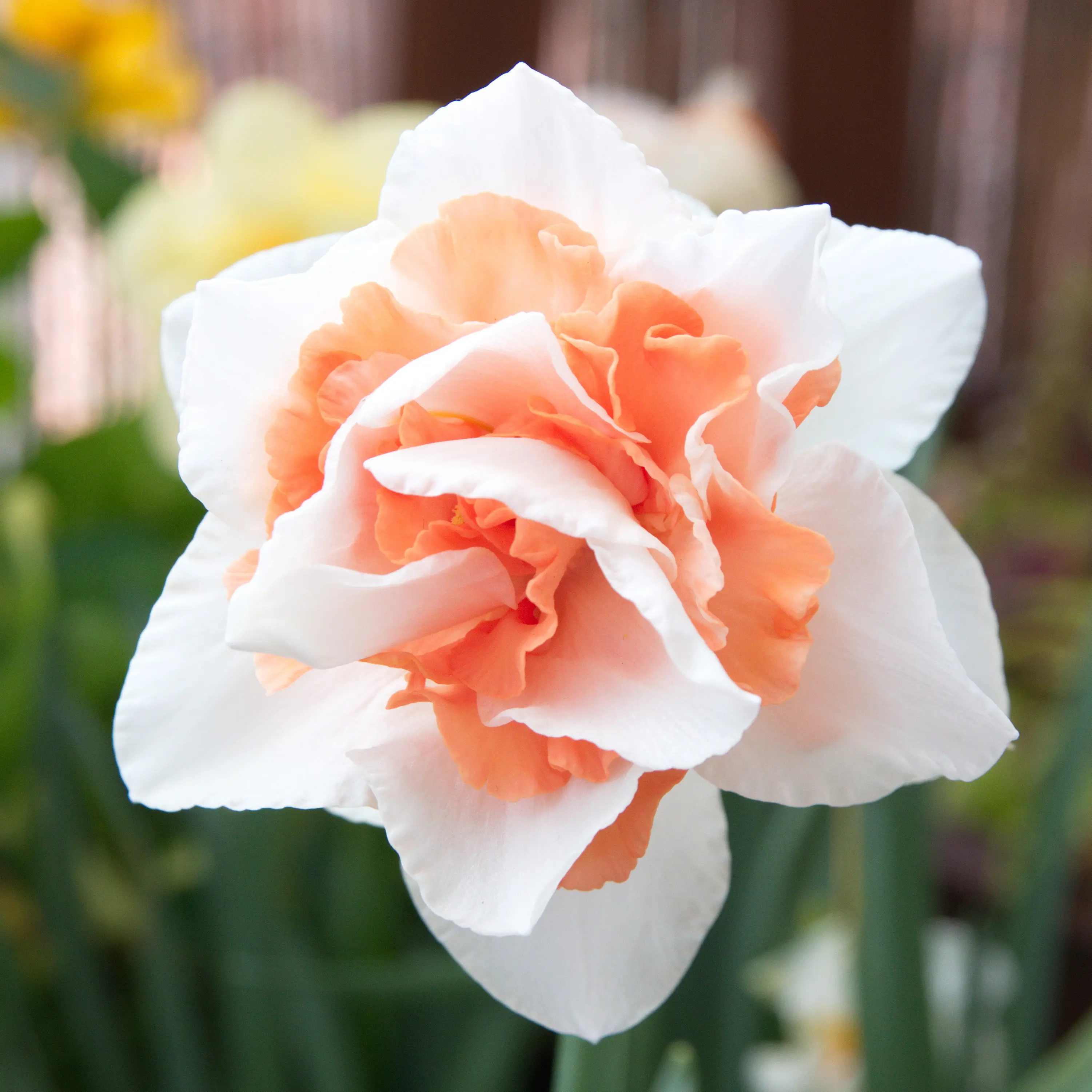 Daffodil Double Replete – Pre-Order Daffodil Double Replete – Pre-Order