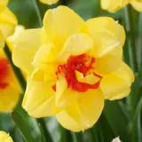 Daffodil Tahiti Daffodil Tahiti