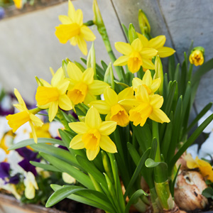 Daffodil Tete A Tete Daffodil Tete A Tete