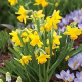 Daffodil Tete Tete – Pre-Order Daffodil Tete Tete – Pre-Order