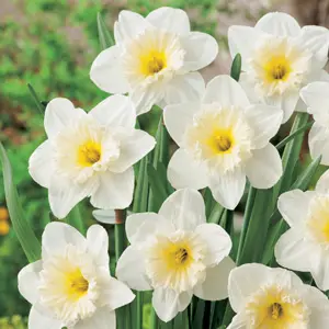 Daffodil Victorious Daffodil Victorious