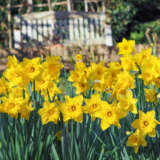 Daffodil Yellow Trumpet – Pre-Order Daffodil Yellow Trumpet – Pre-Order