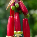 Dichelostemma Ida Maia Pkdicima 2026 - Garden Express Australia