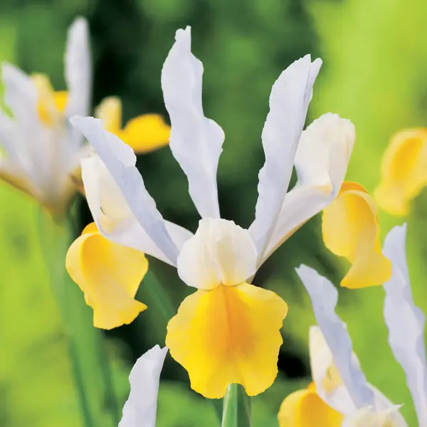 Dutch Iris Apollo Dutch Iris Apollo