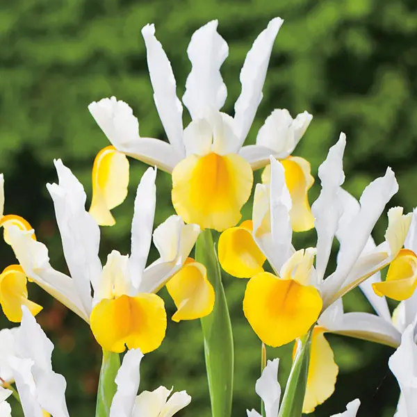 Dutch Iris Apollo Dutch Iris Apollo