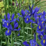 Dutch Iris Dark Blue Stock Pkpstdid 2026 - Garden Express Australia