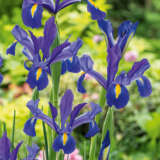 Dutch Iris Discovery – Pre-Order Dutch Iris Discovery – Pre-Order