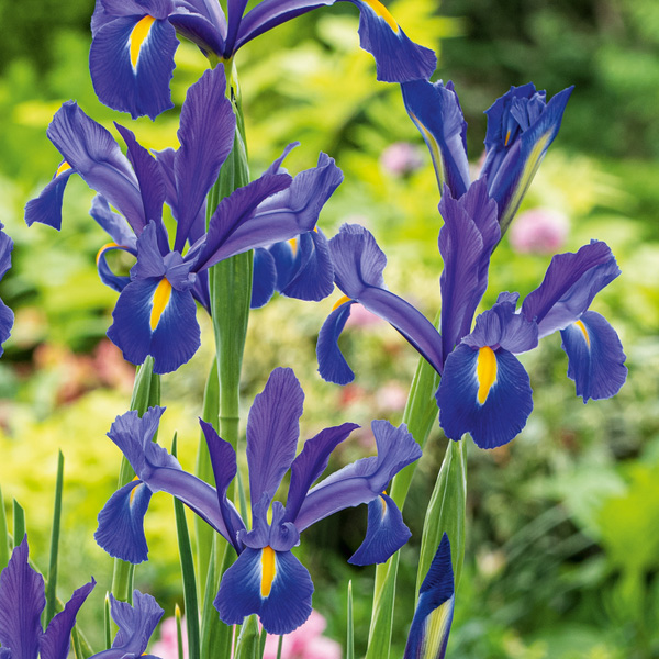 Dutch Iris Discovery – Pre-Order Dutch Iris Discovery – Pre-Order