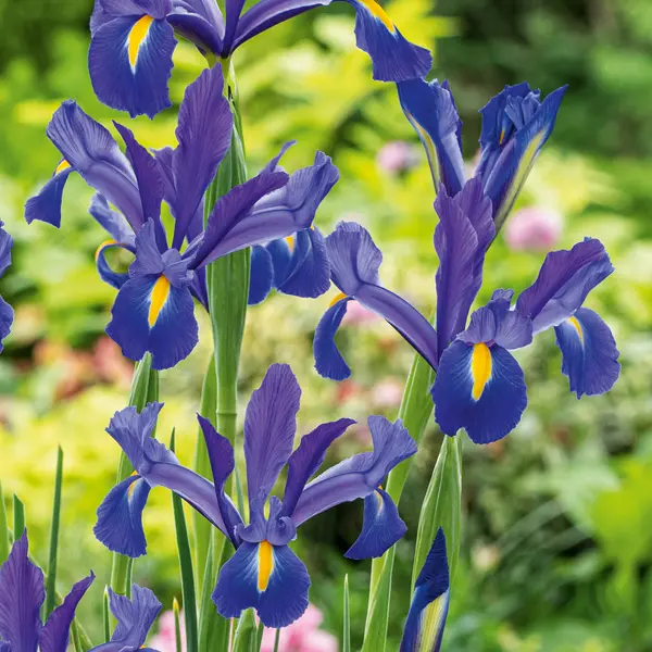 Dutch Iris Discovery – Pre-Order