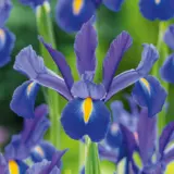 Dutch Iris Discovery – Pre-Order Dutch Iris Discovery – Pre-Order