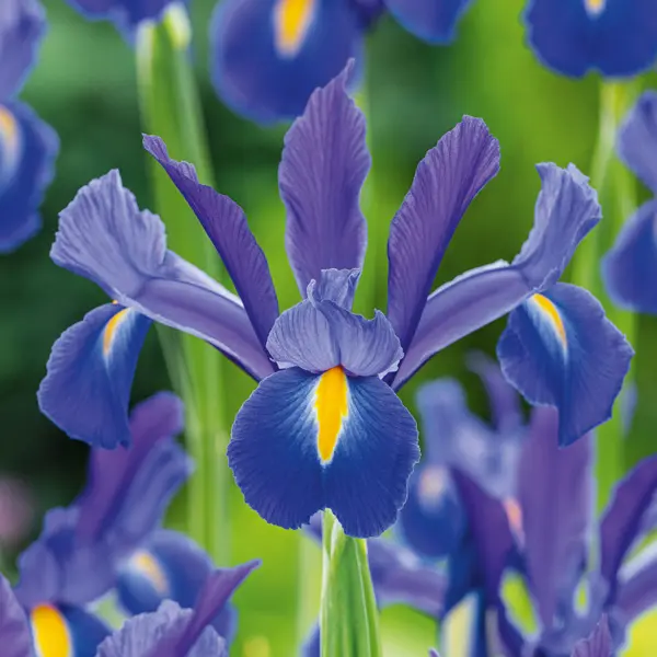 Dutch Iris Discovery – Pre-Order