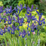 Dutch Iris Discovery 10pk