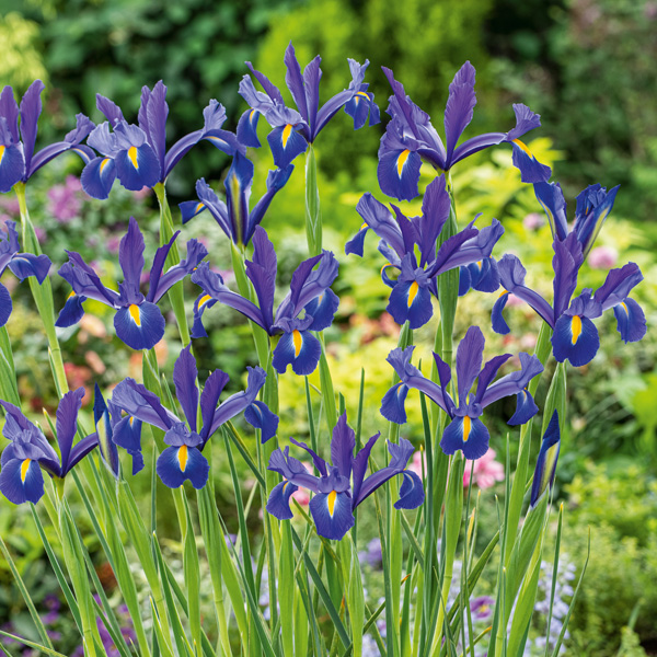 Dutch Iris Discovery 10pk