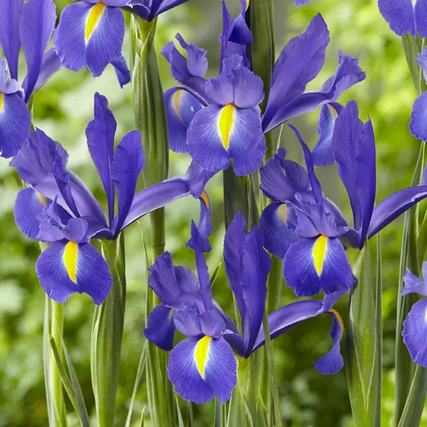 Dutch Iris Discovery Dutch Iris Discovery