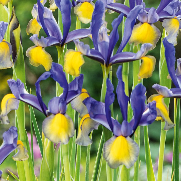 Dutch Iris Miss Saigon