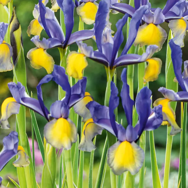 Dutch Iris Miss Saigon Dutch Iris Miss Saigon