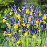 Dutch Iris Miss Saigon Dutch Iris Miss Saigon