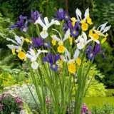 Dutch Iris Mixed – Pre-Order Dutch Iris Mixed – Pre-Order