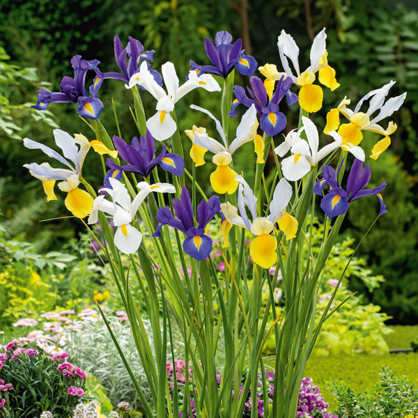 Dutch Iris Mixed – Pre-Order Dutch Iris Mixed – Pre-Order