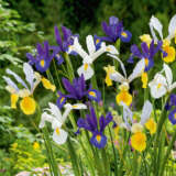 Dutch Iris Mixed – Pre-Order Dutch Iris Mixed – Pre-Order