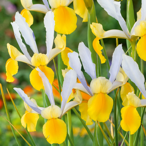 Dutch Iris Montecito Dutch Iris Montecito