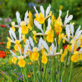 Dutch Iris Montecito Dutch Iris Montecito