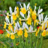 Dutch Iris Montecito Dutch Iris Montecito