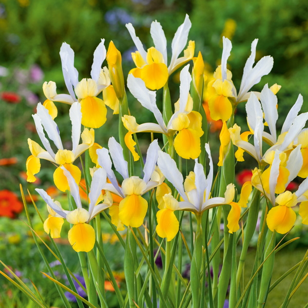 Dutch Iris Montecito Dutch Iris Montecito