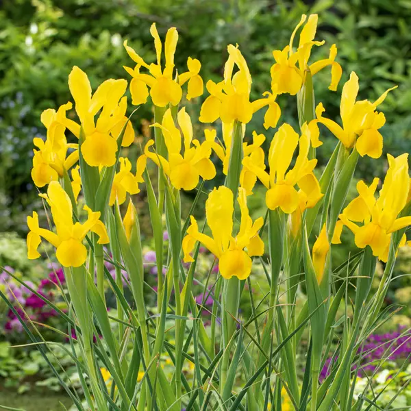 Dutch Iris Orange Beauty Dutch Iris Orange Beauty