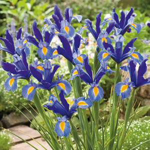 Dutch Iris Sapphire Beauty Dutch Iris Sapphire Beauty