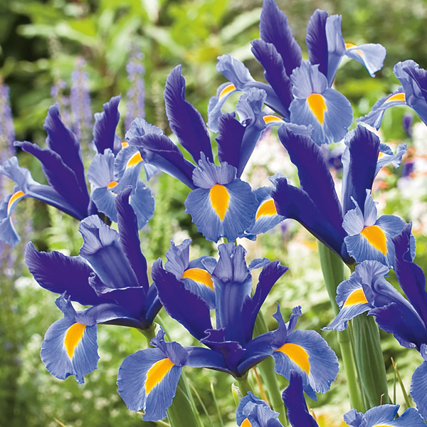 Dutch Iris Sapphire Beauty Dutch Iris Sapphire Beauty
