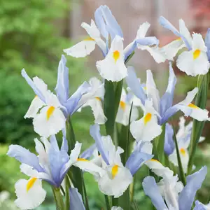 Dutch Iris Silvery Beauty Dutch Iris Silvery Beauty