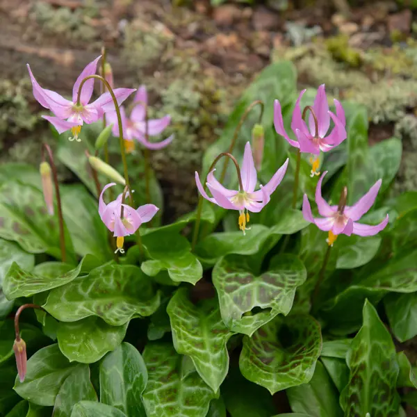 Erythronium Rose Beauty Erythronium Rose Beauty