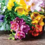 Freesia Double Mixed Freesia Double Mixed