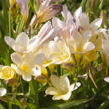Freesia Refracta Alba – Pre-Order Freesia Refracta Alba – Pre-Order