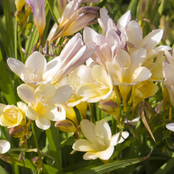 Freesia Refracta Alba – Pre-Order Freesia Refracta Alba – Pre-Order