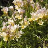 Freesia Refracta Alba – Pre-Order Freesia Refracta Alba – Pre-Order