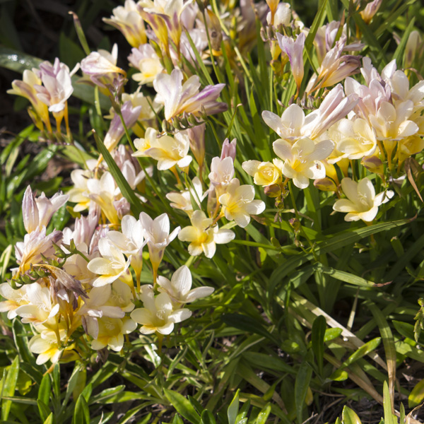 Freesia Refracta Alba – Pre-Order Freesia Refracta Alba – Pre-Order
