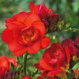 Freesia Redbeauty 15 Vs - Garden Express Australia
